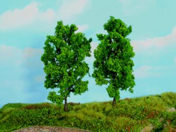 Buchen 18cm (2 Stück)