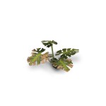 Monstera