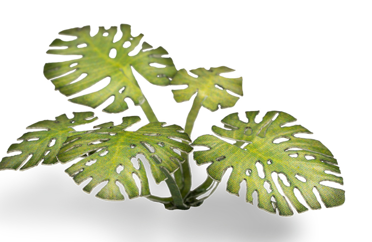 Monstera