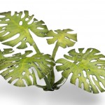 Monstera