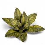 Dumb Cane