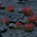 Dark Purple Flowers - Gamers Gras