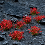 Red Flowers - Gamers Gras