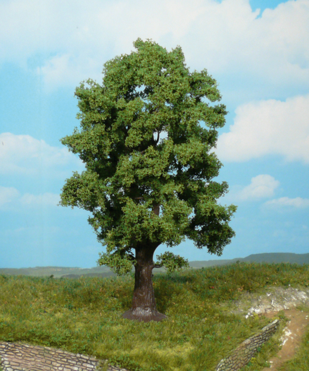 Eiche (1) 18cm
