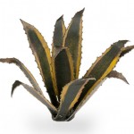 Agave